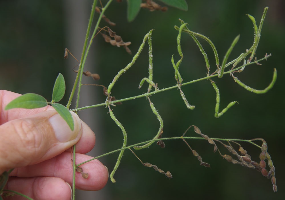 greenleaf-desmodium-desmodium-intortum-feedipedia